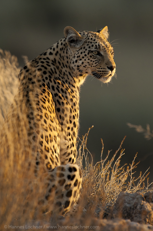 Luna Queen Of The Kalahari Desert HANNES LOCHNER WILDLIFE PHOTOGRAPHY