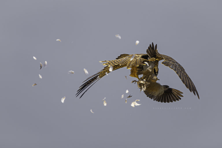 Flying Feathers | HANNES LOCHNER WILDLIFE PHOTOGRAPHY